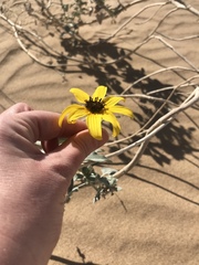 Helianthus niveus tephrodes