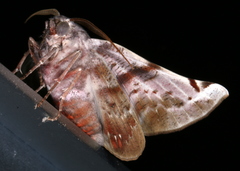 Oenochroma turneri