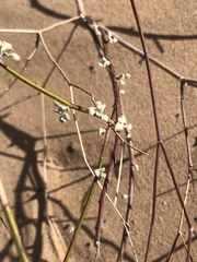 Eriogonum deserticola