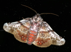 Oenochroma turneri