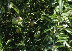 Sericornis frontalis