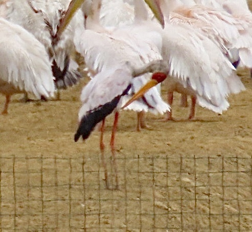 Yellow-billed Stork