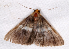 Buzara frontinus