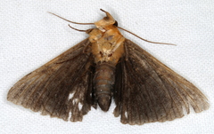 Buzara frontinus