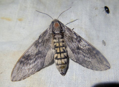 Coenotes eremophilae