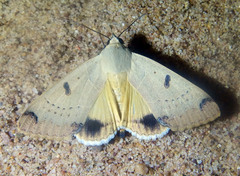 Ophiusa parcemacula