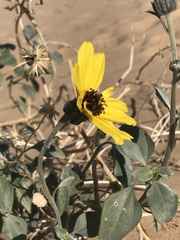 Helianthus niveus tephrodes