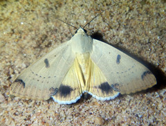Ophiusa parcemacula
