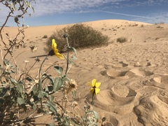 Helianthus niveus tephrodes