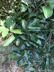 Uvaria lucida virens