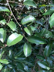 Uvaria lucida virens