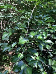 Uvaria lucida virens