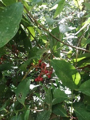 Ardisia compressa