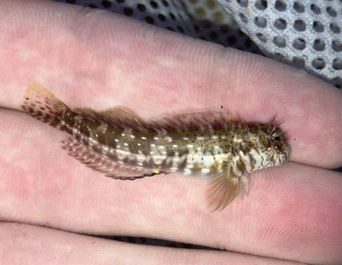 Notchfin blenny (Entomacrodus chiostictus) — Blenniidae — 2