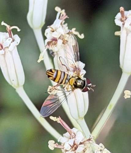 Unknown species found near Hollow Branch Dr, Katy, TX, US