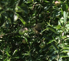 Sericornis frontalis