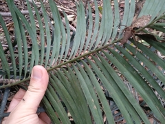 Macrozamia