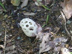 Clathrus roseovolvatus