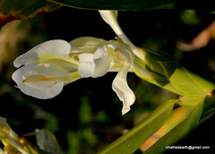 Hedychium spicatum