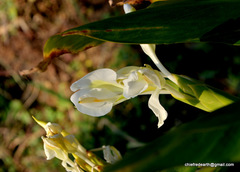 Hedychium spicatum