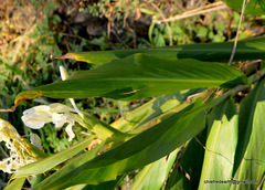 Hedychium spicatum