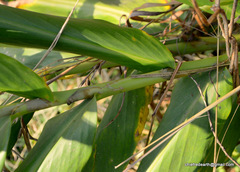 Hedychium spicatum