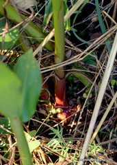 Hedychium spicatum