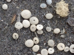 Echinocyamus pusillus