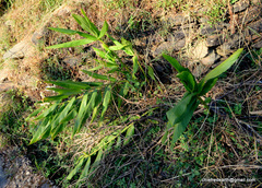 Hedychium spicatum