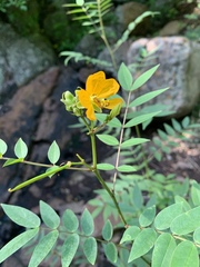 Senna occidentalis image