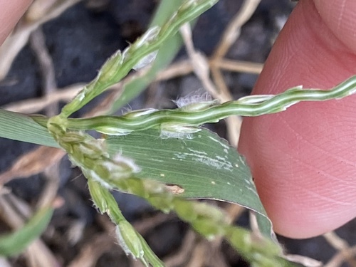 Digitaria bicornis, 2025-12-23