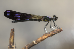 Aristocypha fenestrella