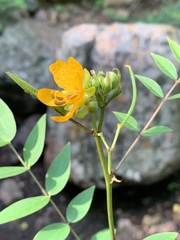 Senna occidentalis image