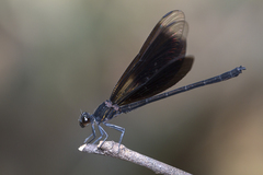 Euphaea masoni