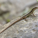Spotted Forest Skink - Photo (c) budak, some rights reserved (CC BY-NC), uploaded by budak