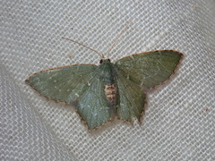 Chloropteryx nordicaria