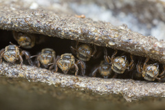 Homotrigona apicalis