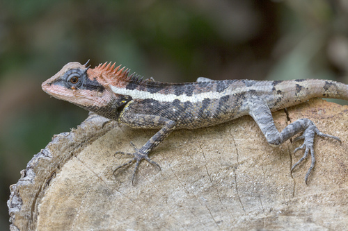 棕背树蜥 Emma Gray's Forest Lizard (版纳植物园常见两爬) · iNaturalist