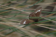Altopedaliodes
