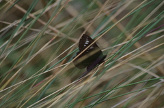 Altopedaliodes