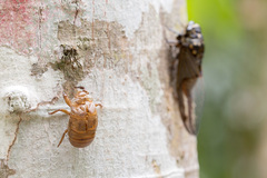 Cryptotympana aquila