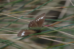 Altopedaliodes