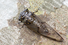 Cryptotympana aquila