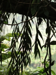 Elleanthus maculatus