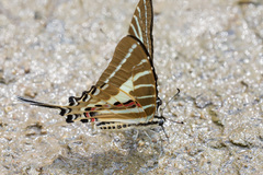 Graphium aristeus