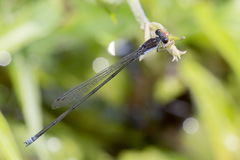 Pseudagrion pruinosum