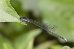 Pseudagrion pruinosum