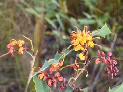 Grevillea angulata