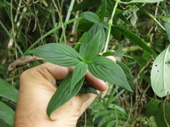 Emmeorhiza umbellata