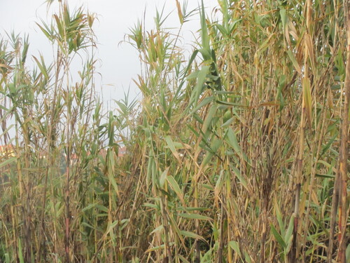 giant reed (Arundo donax)